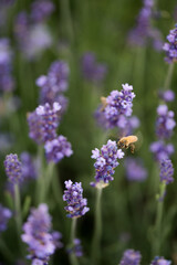 Bee buzzing among lavender flowers