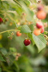 Rip raspberry hanging from vine with soft green background