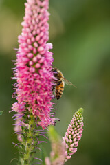 Bee collecting pollen from vibrant pink flower