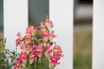 Vibrant pink snapdragons in full bloom against white picket fence