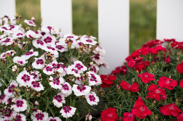 Sweet William Dianthus blooming in a garden