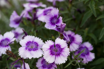 Close-up of purple and lavender Sweet William Dianthus flowers