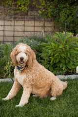 Curly-haired dog sitting in front of lush garden