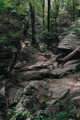 Wooded trail in the mountains