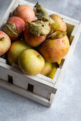 Harvesting apples in the orchard