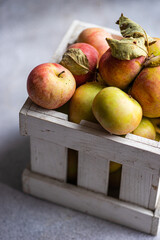 Harvesting apples in the orchard