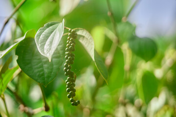Fototapeta premium Fresh peppercorn in the garden