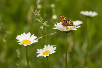 A chlosyne palla orange butterfly rests on a daisy flower.