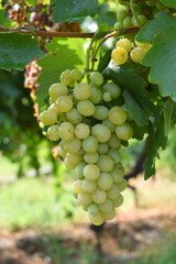 Close up of grapes hanging on Vine, Hanging grapes. Grape farming. Grapes farm. Tasty green grape bunches hanging on branch. Grapes With Selective Focus on the subject, Chakwal, Punjab, Pakistan