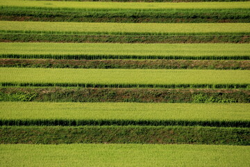 緑が美しい夏の田園風景