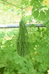 Bitter gourd or Green Bitter gourd hanging from a tree on a vegetable farm, ripe bitter gourd...
