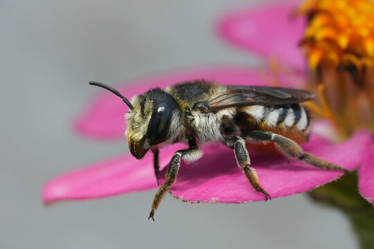 Closeup on a colorful female white sectioned leafcutterbee, Megachile apicalis on a purple flower