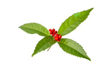 red berries of Sarcandra glabra isolated on a white background