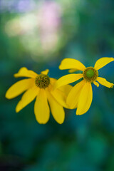yellow flower in the garden