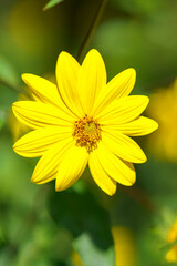 yellow flower