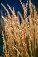 Obraz premium golden wheat field at sunset
