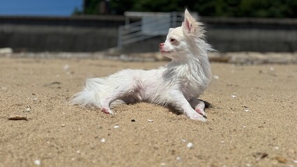 dog on the beach