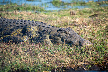 crocodile in the swamp