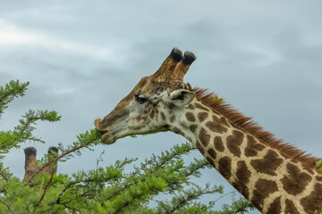 A giraffe in portrait view curls its lips as it strips leaves off an acacia thorn tree as it browses at the top of the tree against an overcast sky in a game reserve in South Africa. © Shirley and Johan