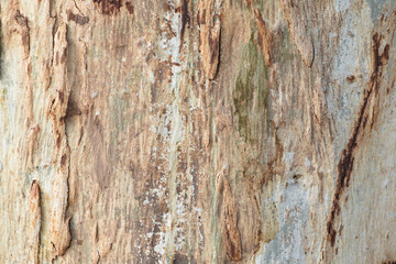 Eucalyptus tree bark texture, Bark of eucalyptus tree, seamless texture, a eucalyptus tree bark texture background image