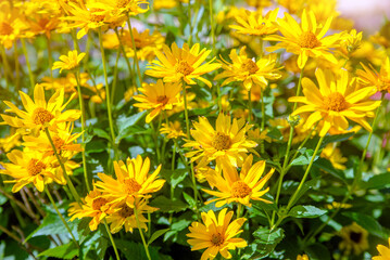 Fototapeta premium Yellow daisies grow in the meadow in summer 