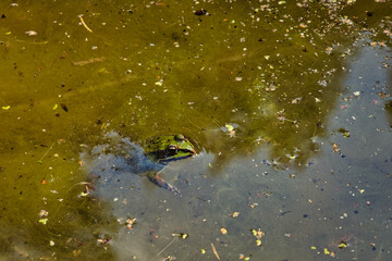 Frosch 