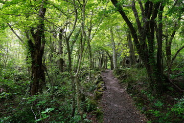 Obraz premium spring pathway through mossy old trees
