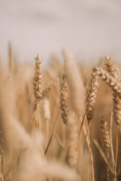 closeup summer wheat field at the sunset