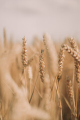 golden wheat field