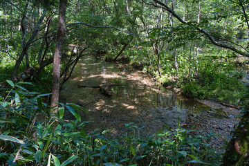 Obraz premium 上高地の風景