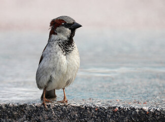 A young male house sparrow (Passer domesticus) on a granite pavement after a summer rain. A light blurred background. Soft selective focus.