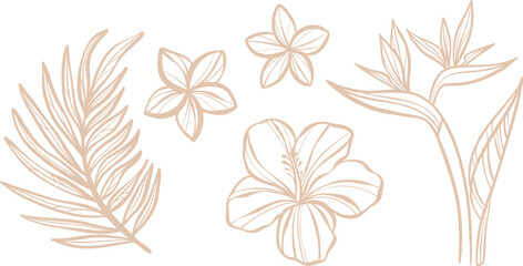 Tropical flower line art illustration set, isolated doodles, hand drawn elements