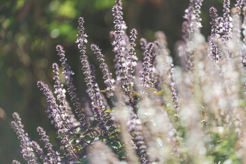 Beautiful white and purple flowers of Basil (Ocimum basilicum) herbs with bees and backlight bokeh in the english perennial herb cottage garden.