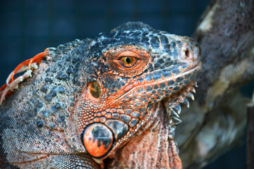 Close up of iguana face
