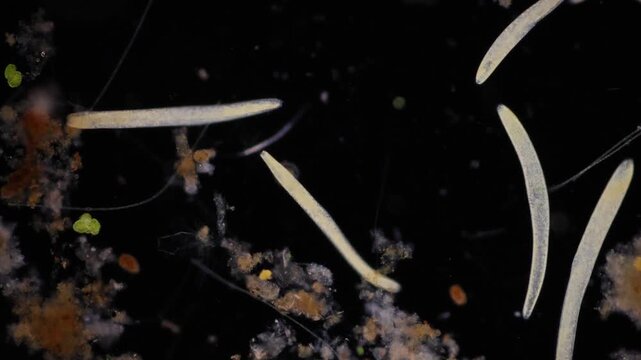 Study of Protozoa and Algae under the microscope for education.