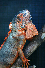 Close up of iguana face
