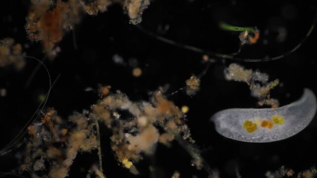 Study of Protozoa and Algae under the microscope for education.