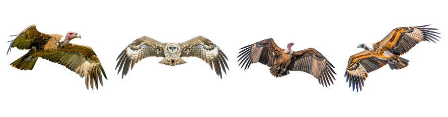 Fototapeta premium Set of Eagle soaring majestically, wings spread wide, isolated on a transparent background