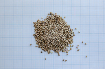 Hemp seeds on graph paper for the concept of seed size