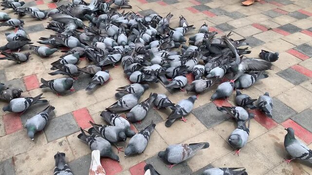 group of plump bird pigeons