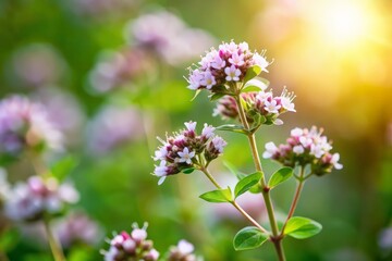 Fototapeta premium Delicate Pink Flowers in Sunny Meadow. marjoram flower, species, Spices, herbs, flowers, nature
