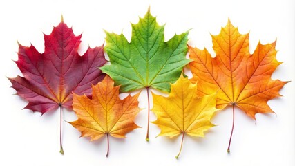 Autumn Maple Leaves in Different Colors.