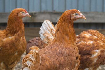 Portrait of two red hens