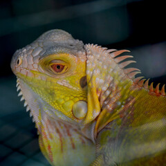 Yellow Iguana for book or background photo