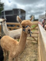 Alpaca in a petting zoo
