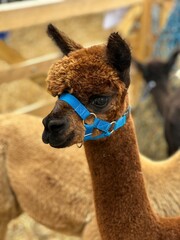 alpaca in a petting zoo