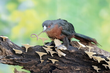 A young chestnut-breasted malkoha is preying on an earthworm. This beautifully colored bird has the scientific name Phaenicophaeus curvirostris.
