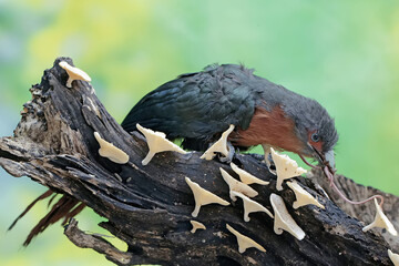 A young chestnut-breasted malkoha is preying on an earthworm. This beautifully colored bird has the scientific name Phaenicophaeus curvirostris.