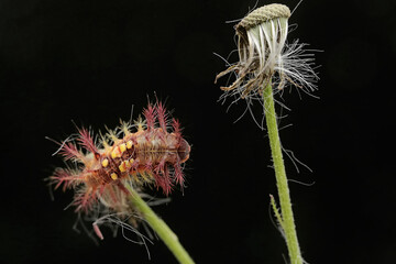 A nettle caterpillar feeding on a wild flower. This beautiful colored insect has the scientific name Setora nitens.
