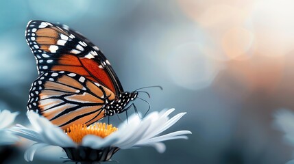 Fototapeta premium A colorful butterfly perched delicately on a daisy, showcasing vibrant wings against a soft, blurred background.
